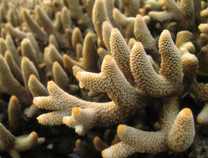 Staghorn Coral Macro stock image. Image of background - 6793561