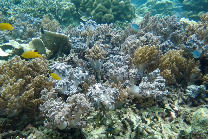 Staghorn coral under the sea in the cockburn island of Myanmar