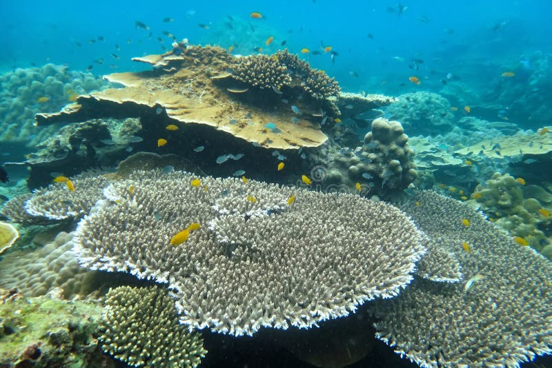 Staghorn coral under the sea in the cockburn island of Myanmar