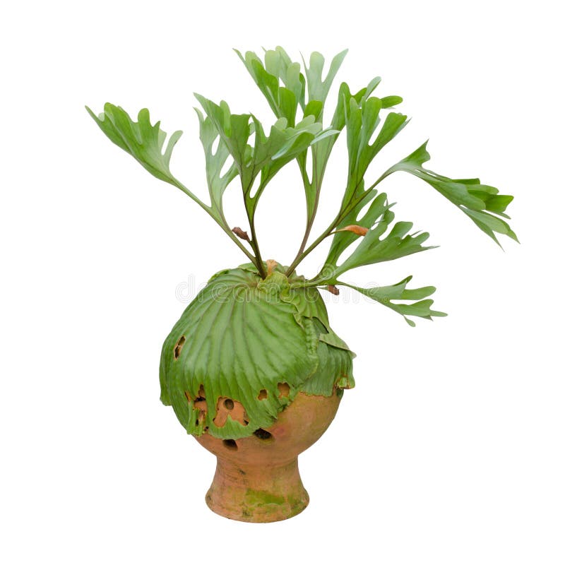 Staghorn fern on clay pot