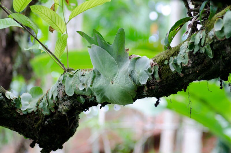 Staghorn Fern