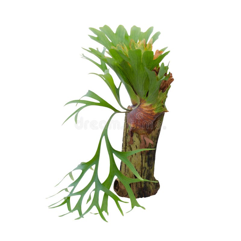 Staghorn fern on stump