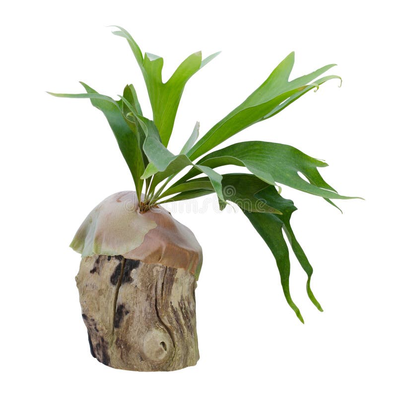 Staghorn fern on stump