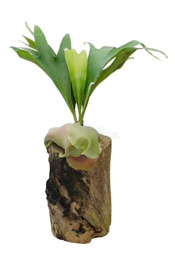 Staghorn fern on stump