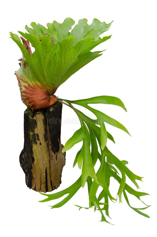 Staghorn fern on stump