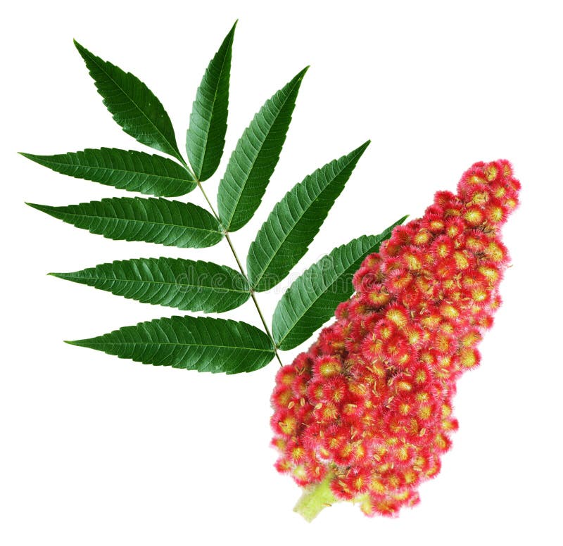 Staghorn Sumac