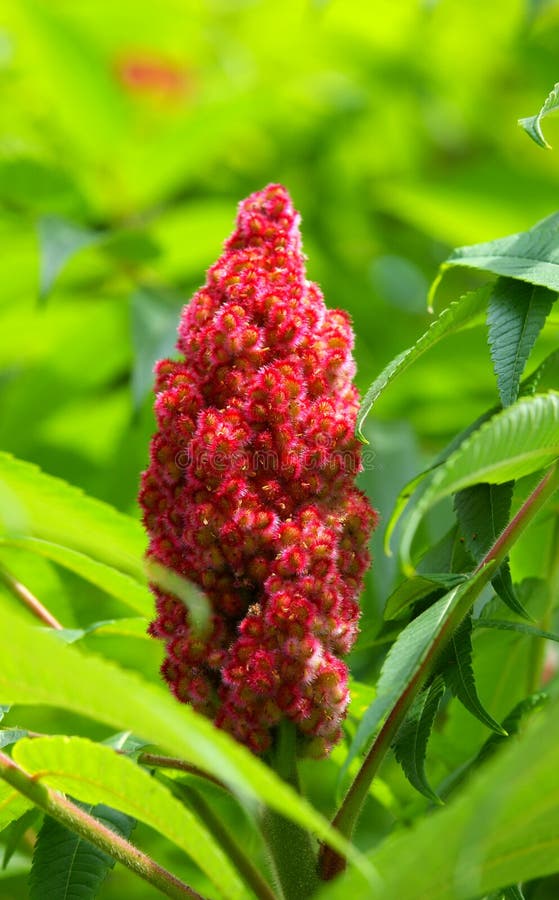 Staghorn sumac fruit