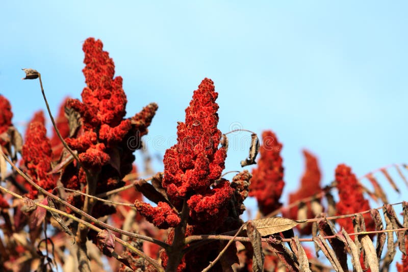 Staghorn sumac or Rhus typhina deciduous tree with rows of dark red dense cone shaped flowers and dry brown shriveled leaves