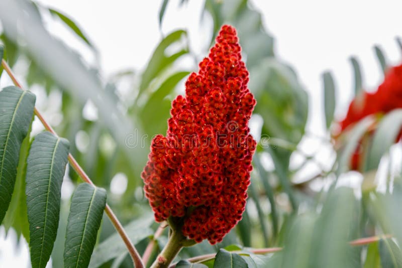 Rhus typhina, red blossom of sumac tree