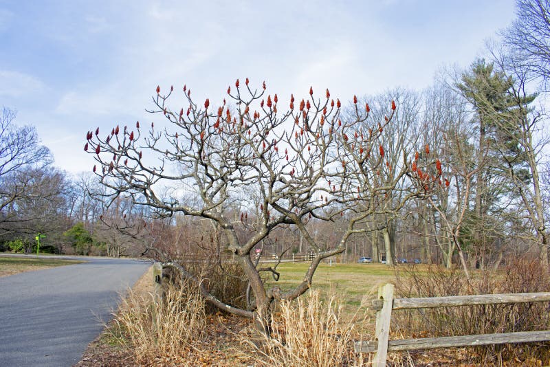 Staghorn Sumac in Rutgers Gardens- New Growth