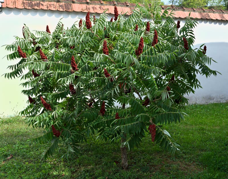 Staghorn sumac tree with big red flowers in garden