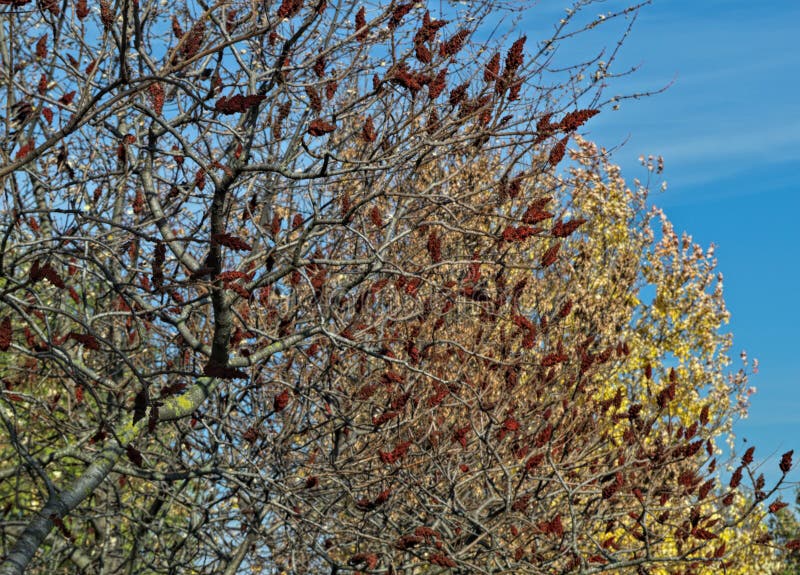 Staghorn Sumac Tree with Big Red Flowers in Garden at Autumn Time Stock