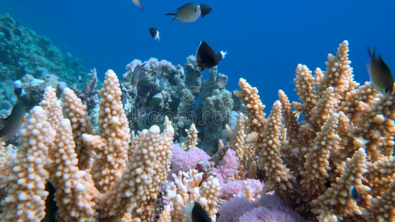 Staghornkoraal, Acropora-pulchra, met tropische vissen onderwater in het Rode overzees stock foto's Staghornkoraal, Acropora-pulchra, met tropische vissen onderwater in het Rode overzees stock foto's
