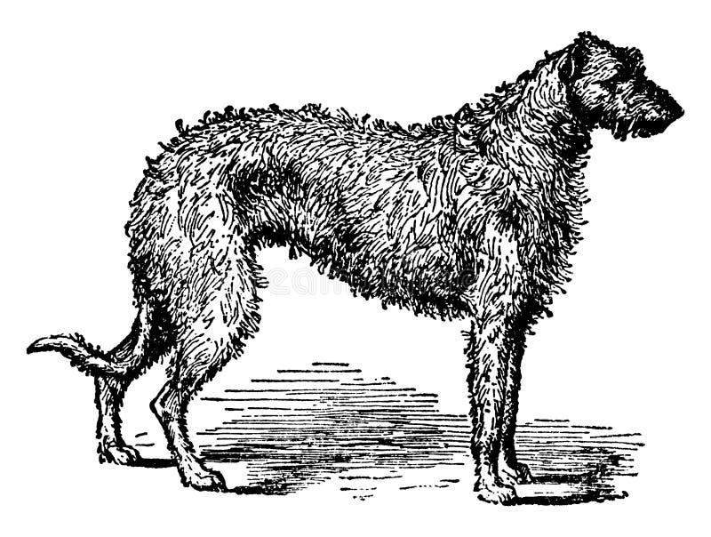 Scotch Deerhound Stock Illustrations – 1 Scotch Deerhound Stock ...