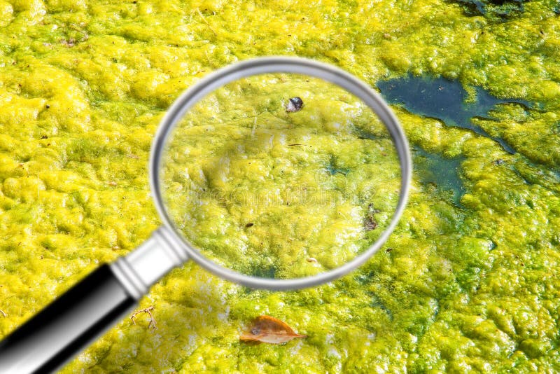 Floating Algae In A Stagnant Pond Stock Image Image of water