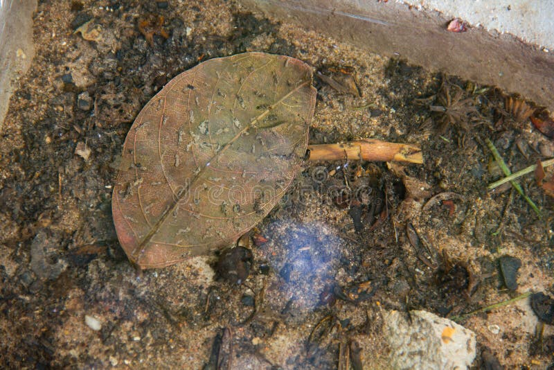 Stagnant Water in the Containers, Cement. Stock Photo - Image of aedes