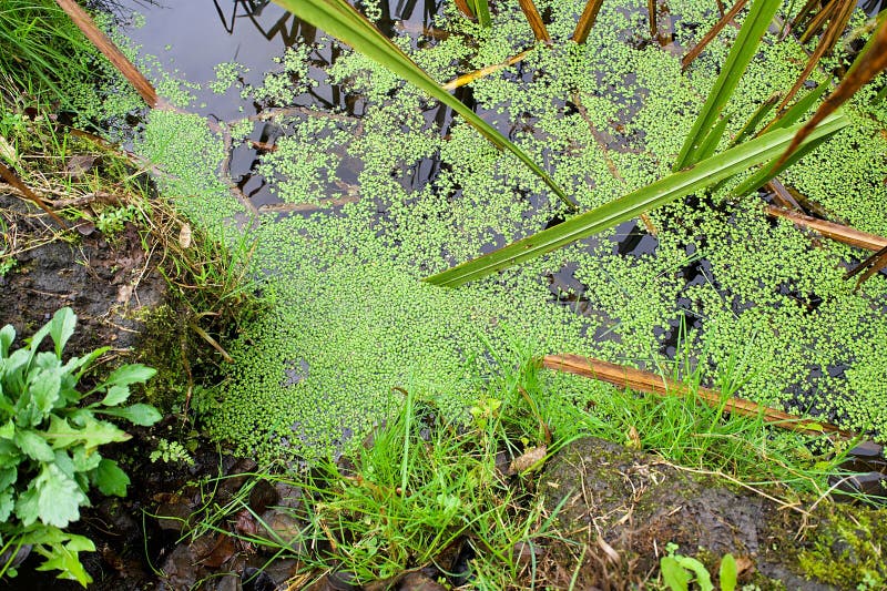 Stagno di anatra verde sull'acqua immagini stock libere da diritti