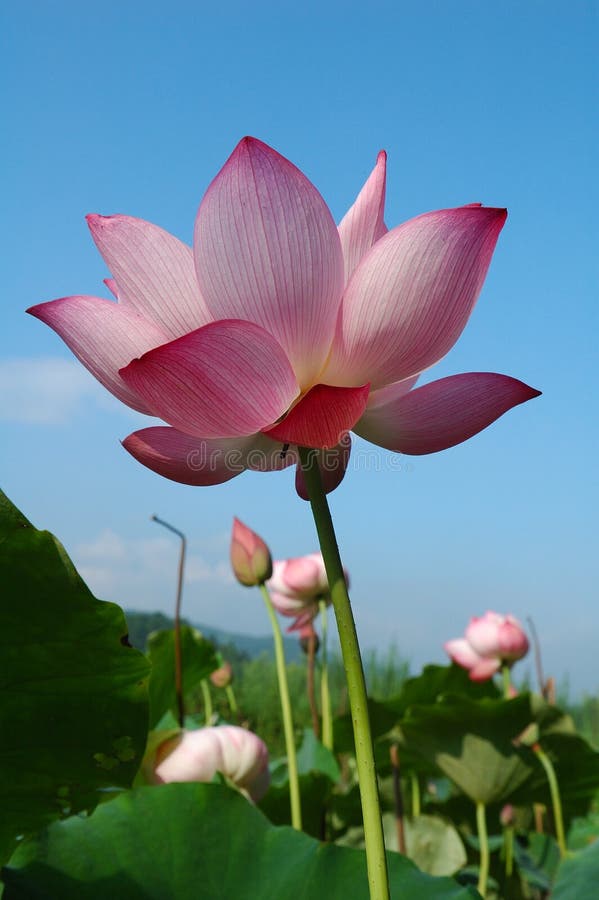 Many of the lotus in a pond. Many of the lotus in a pond.