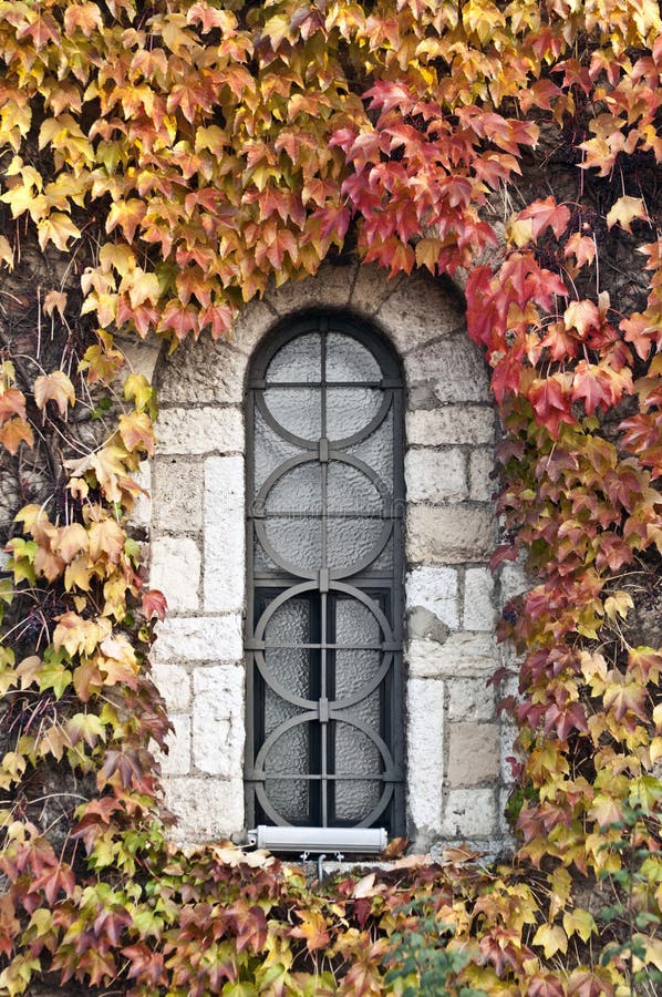 Stained-glass window in a wall covered by colorful ivy leaves. Stained-glass window in a wall covered by colorful ivy leaves