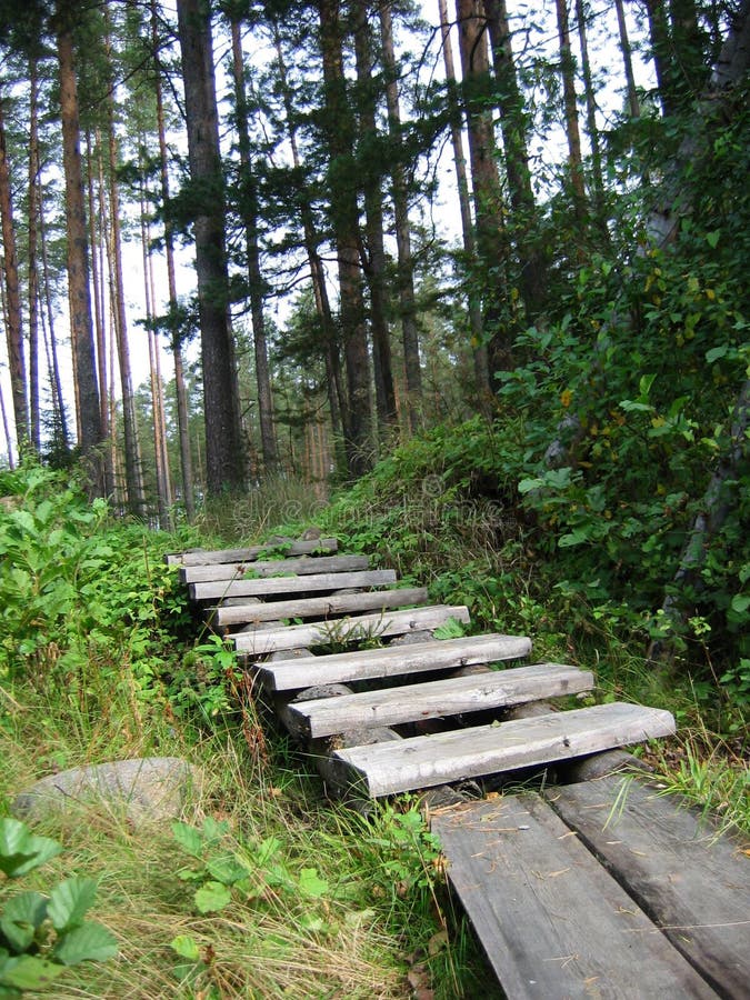 Stair in the forest