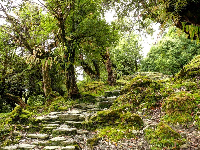 Stairs in old forest stock images Stairs in old forest stock images
