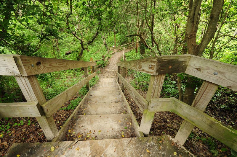 Stairs in woods stock image. Image of woods, activity 10911961