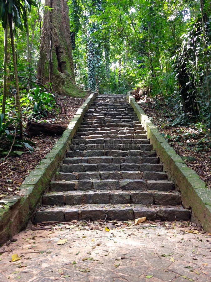 Stairs in the Woods stock image. Image of green, nature 66660725