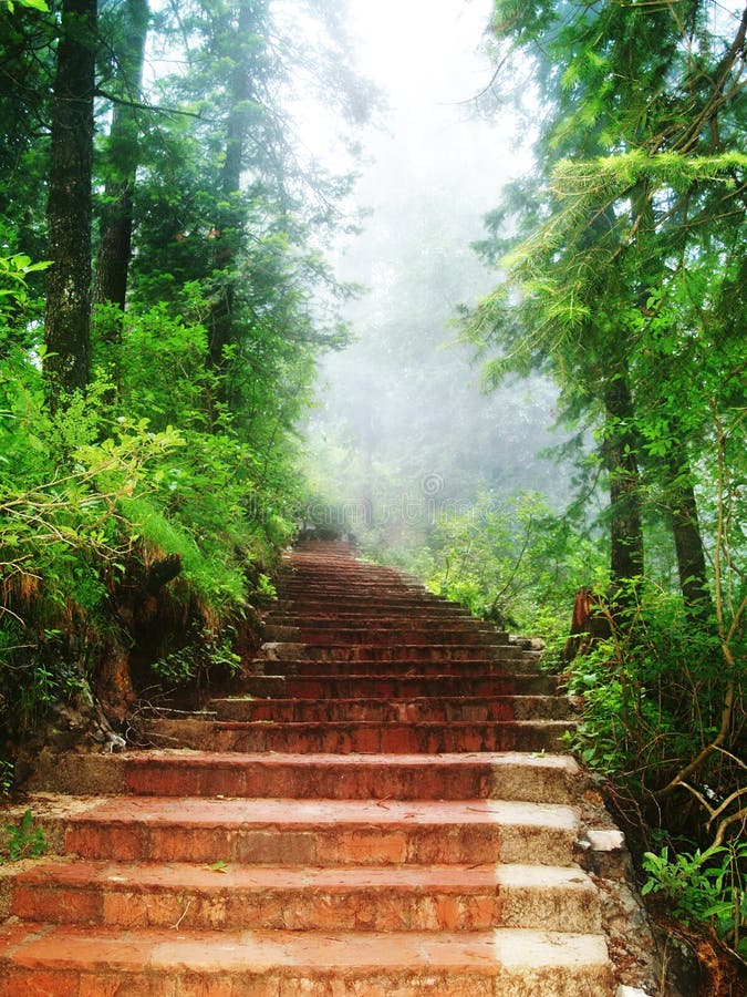 Stairway through forest