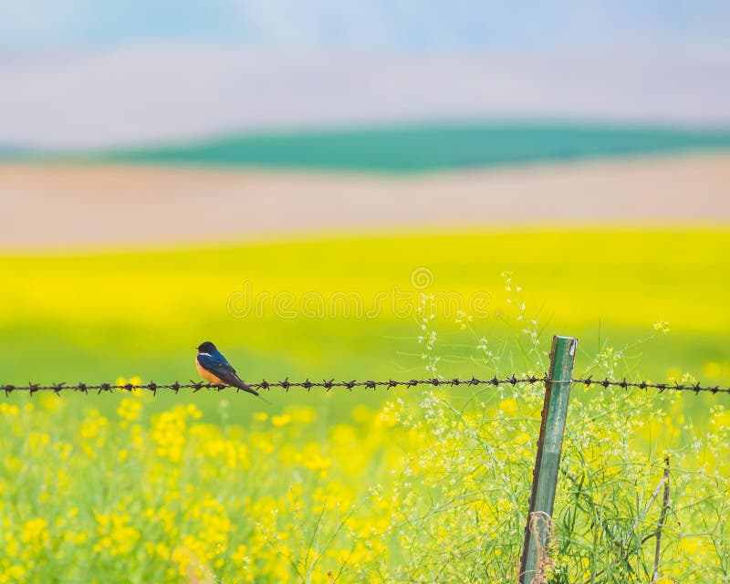 Stajni dymówka Ogląda Canola pole zdjęcie stock Stajni dymówka Ogląda Canola pole zdjęcie stock