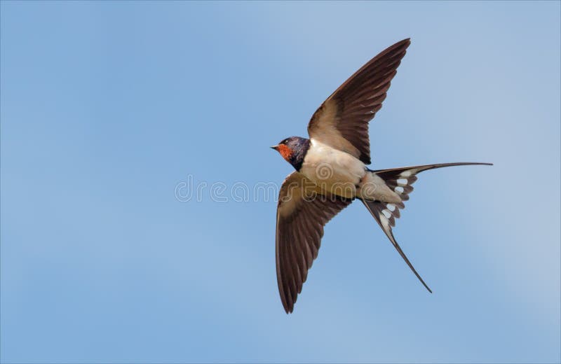 Barn Swallow in flight in blue sky with stretched wings. Barn Swallow in flight in blue sky with stretched wings