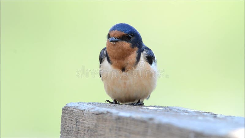 stajni hirundo rustica dymówka