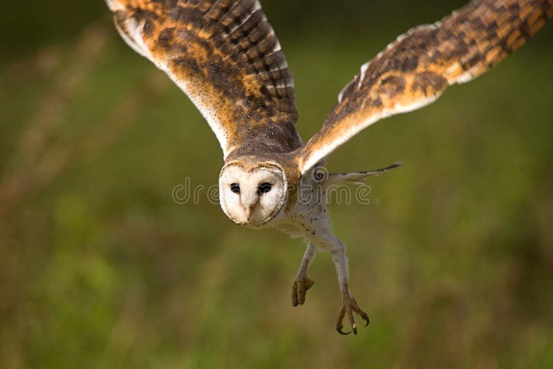 A common Barn Owl in flight against a green background. A common Barn Owl in flight against a green background