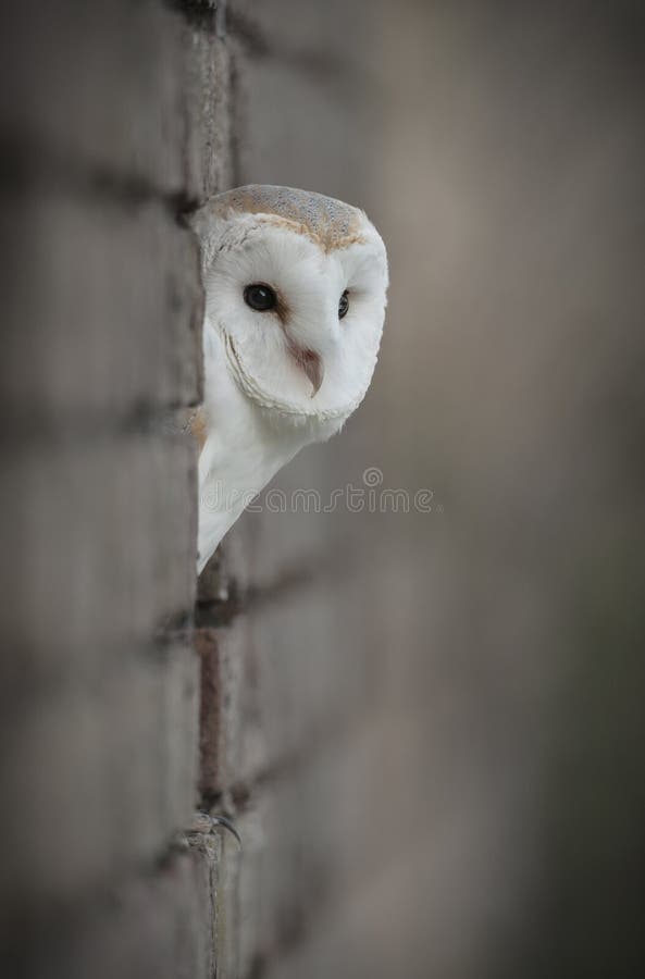 During his dusk hunting patrol a Barn Owl takes stand in a hole in the side of an agricultural outbuilding. During his dusk hunting patrol a Barn Owl takes stand in a hole in the side of an agricultural outbuilding.