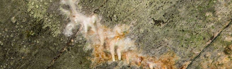 Stalactite structures with water drops on concrete inside World War one bunkers in Verdun. Stalactite structures with water drops on concrete inside World War one bunkers in Verdun