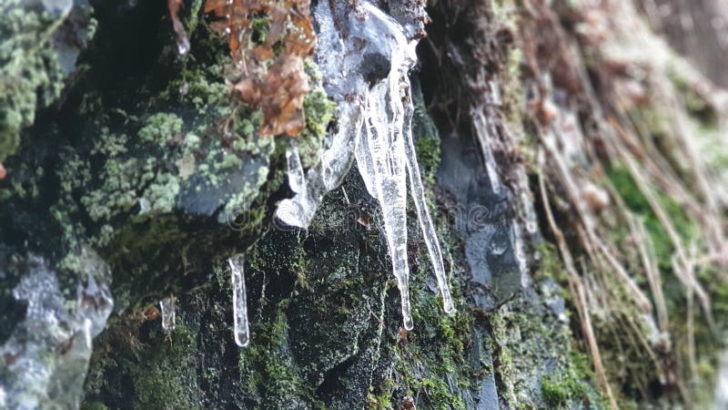 Stalagmites on a rock during winter in the Belgian Ardennes. Stalagmites on a rock during winter in the Belgian Ardennes