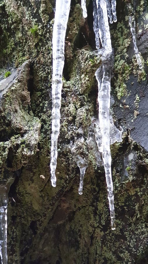 Stalagmites on a rock during winter in the Belgian Ardennes. Stalagmites on a rock during winter in the Belgian Ardennes