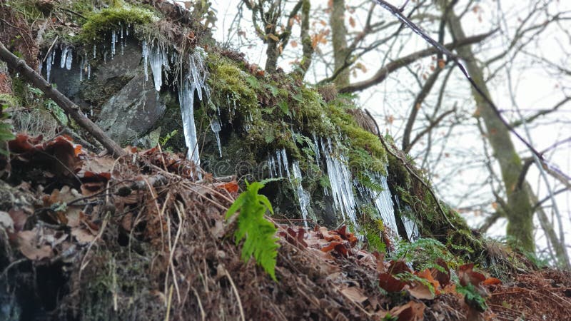 Stalagmites on a rock during winter in the Belgian Ardennes. Stalagmites on a rock during winter in the Belgian Ardennes