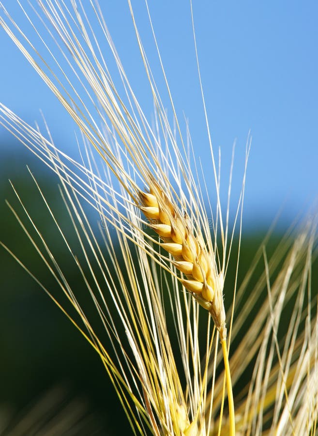 Stalk of barley close up stock photo. Image of grains 18396024