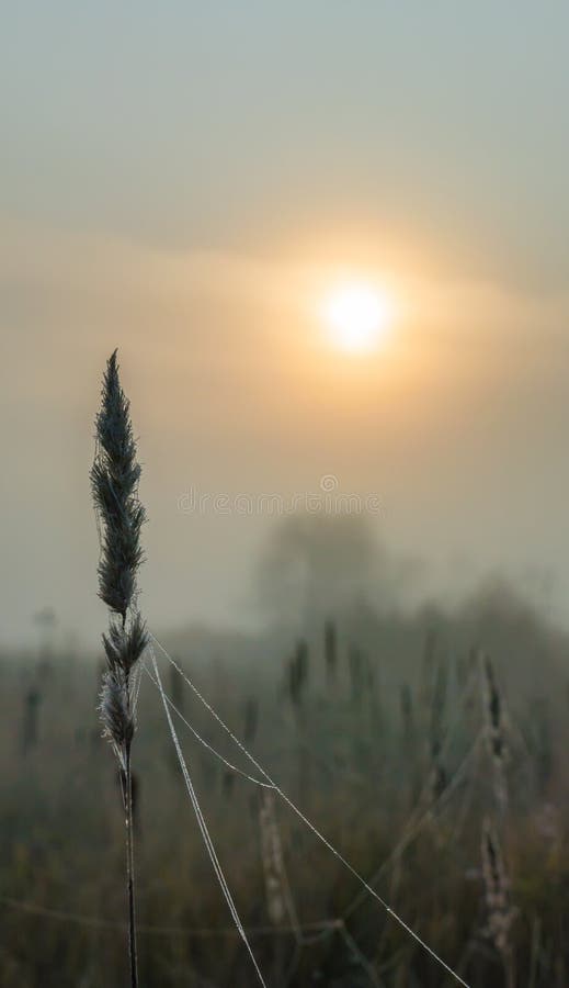 A stalk with an ear of dry field grass with cobwebs and covered with dew drops in an autumn foggy field at dawn