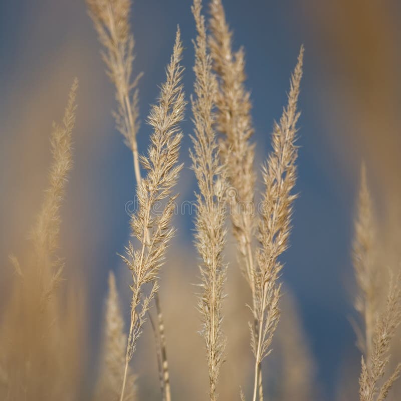 Stalk Grass Stems, Large Detailed Texture Macro Closeup, Yellow, Beige, Textured Background, Gentle Bokeh, Blue Autumn Sky royalty free stock image