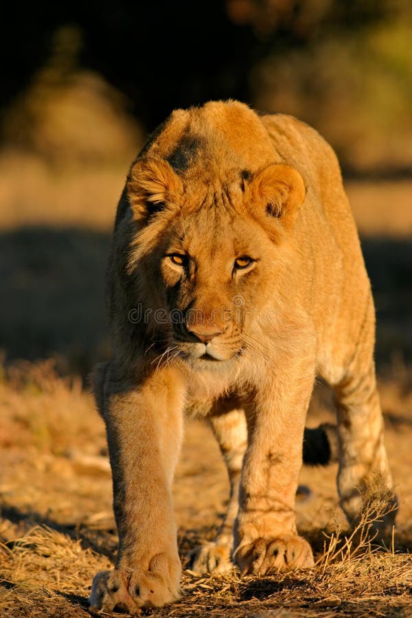 Stalking African lion