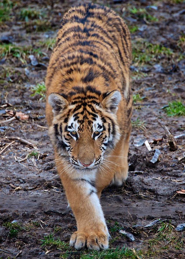 Stalking Amur tiger