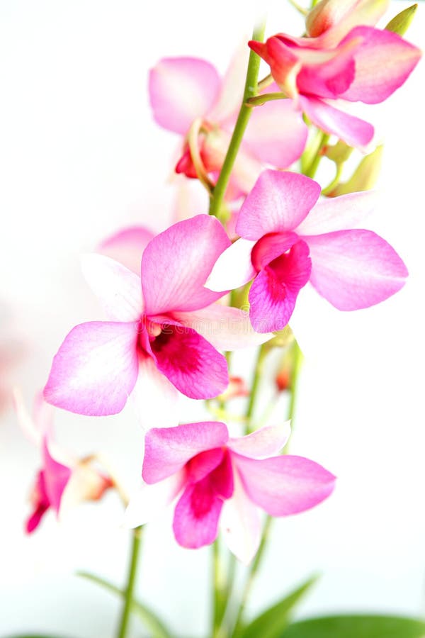 Stalks of magenta outdoor orchids stock photo
