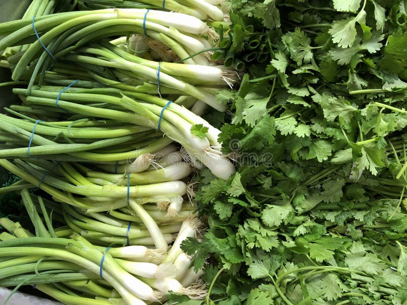 Spring Onions and Cilantro Leaves Stock Image Image of plant, tasty