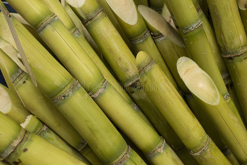 Bundles of Fresh Sugar Cane Stock Photo Image of stick, green 35087648