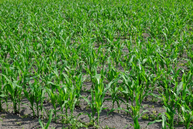 The Stalks of Young Corn Grow in the Field Stock Photo Image of