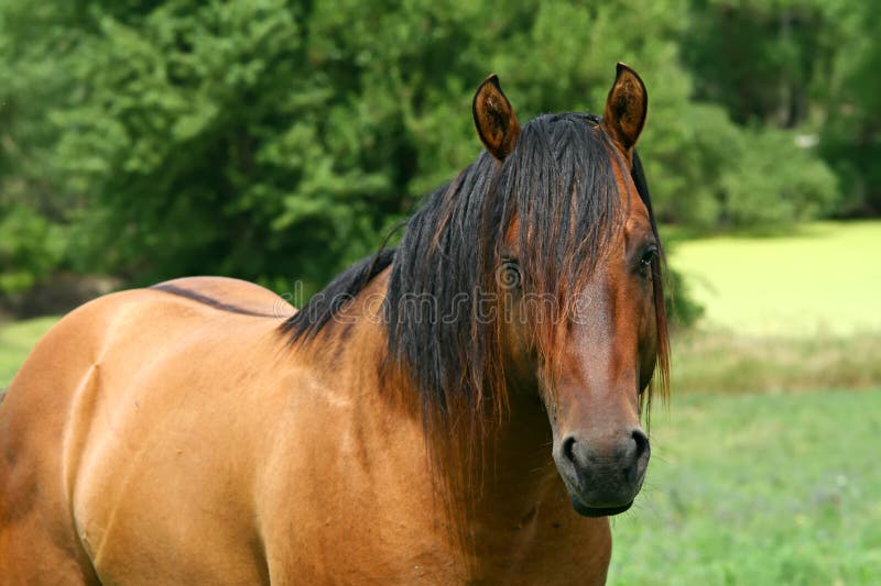 Ricordare trimestre un cavallo stallone pascolo.