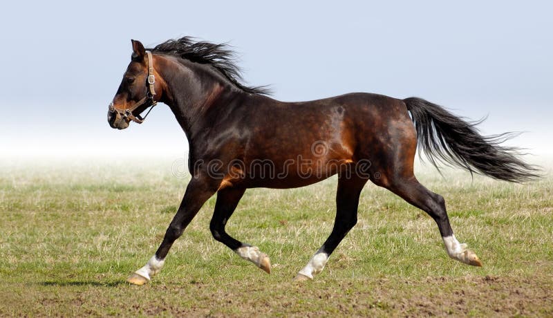 Stallion arabo della dapple-castagna