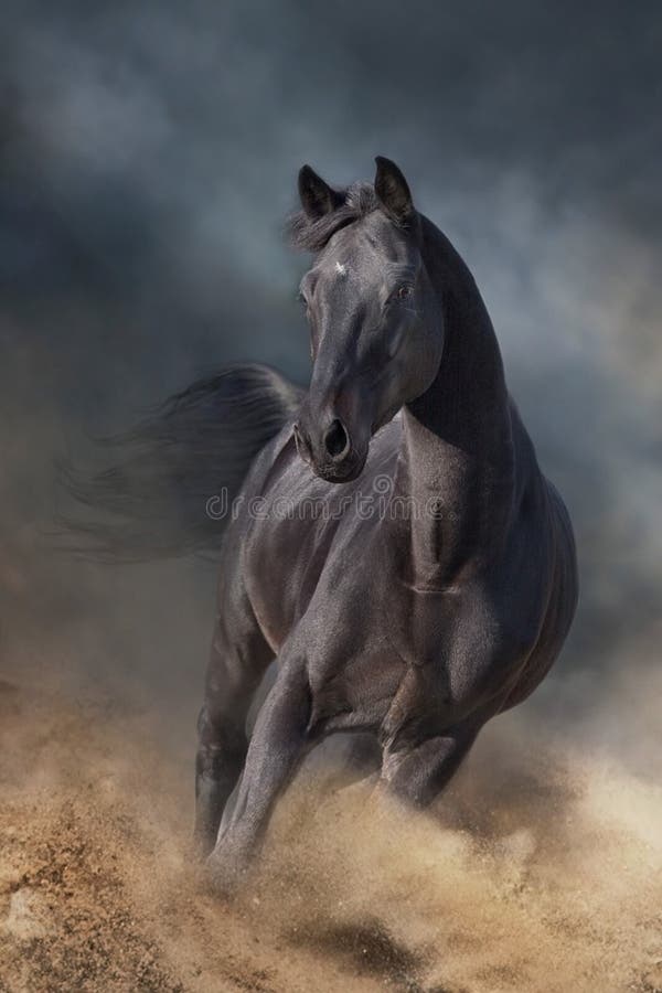 Stallion on dark desert storm