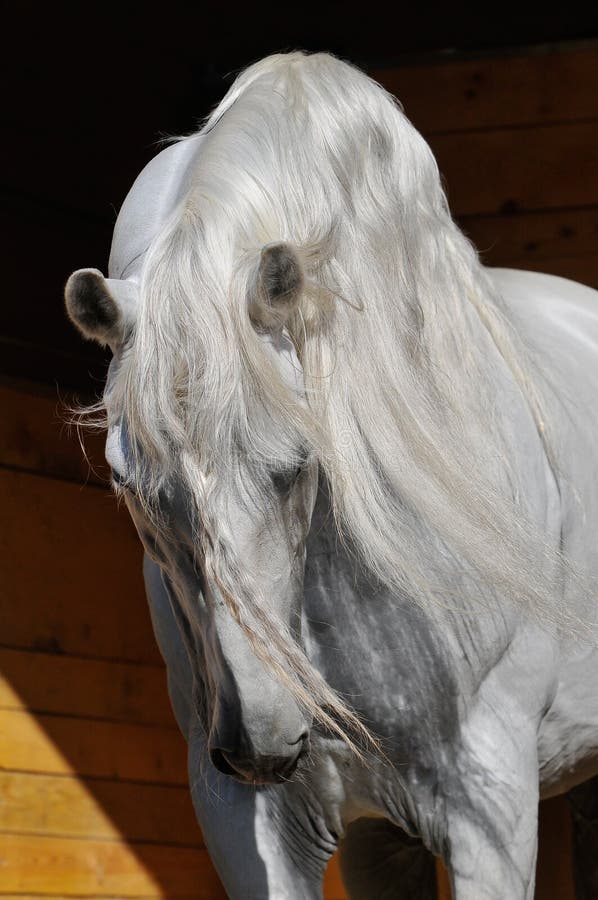 Stallion del cavallo bianco nella scuderia fotografia stock libera da diritti Stallion del cavallo bianco nella scuderia fotografia stock libera da diritti